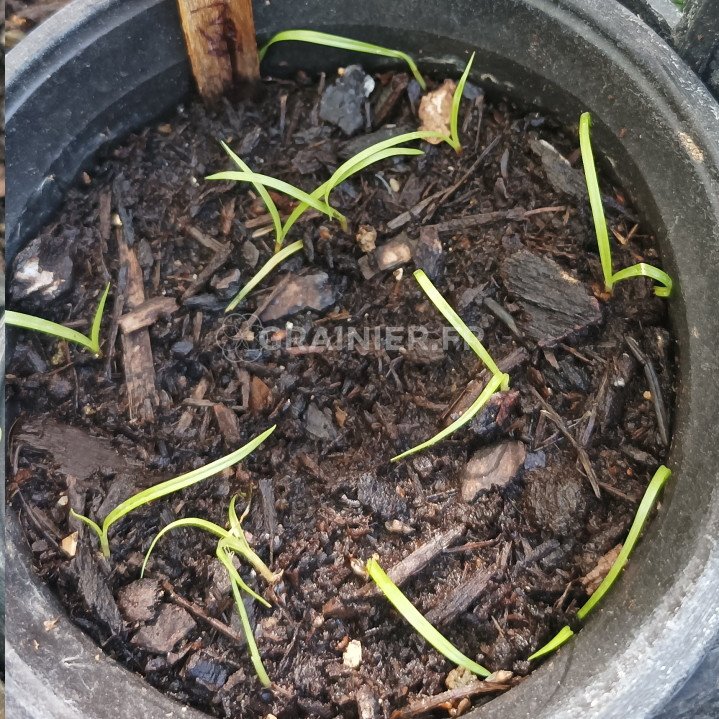 Laîche à épis pendants, Carex pendula image